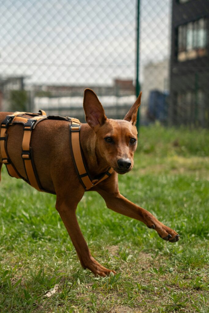 Perro corriendo con arnés