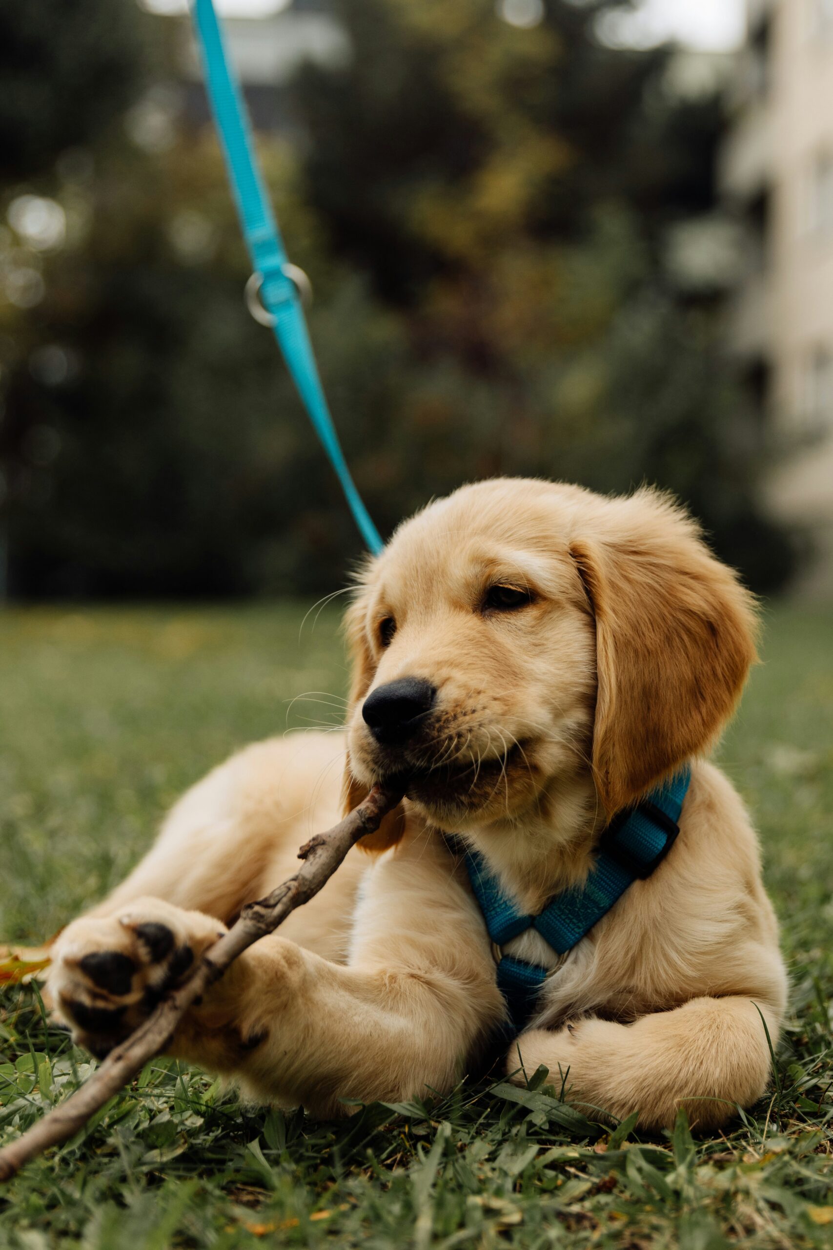 Correa segura para paseos