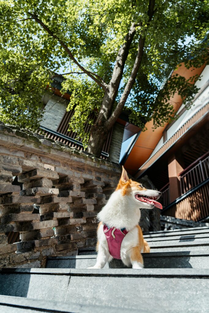 Corgi con arnés rosa en escaleras